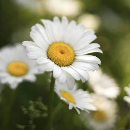 Natural active Chamomile